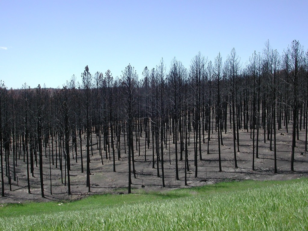 美國森林大火。圖片來源：U.S. Geological Survey（CC0 1.0）