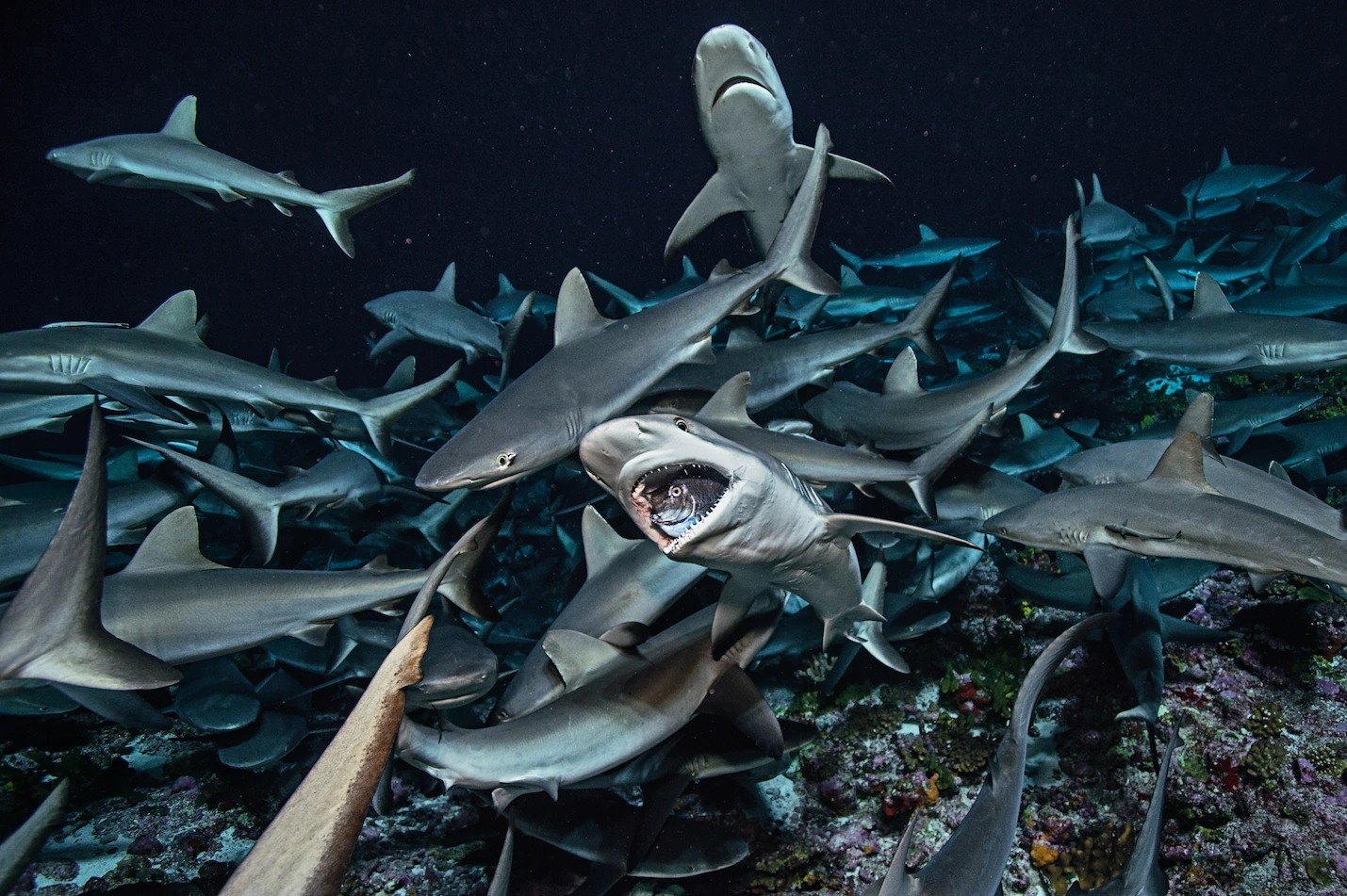 在印度－太平洋地區很常見的黑尾真鯊（gray reef shark）正在獵食短吻鼻魚（short-nosed unicornfish）PHOTOGRAPH BY LAURENT BALLESTA, NAT GEO IMAGE COLLECTION