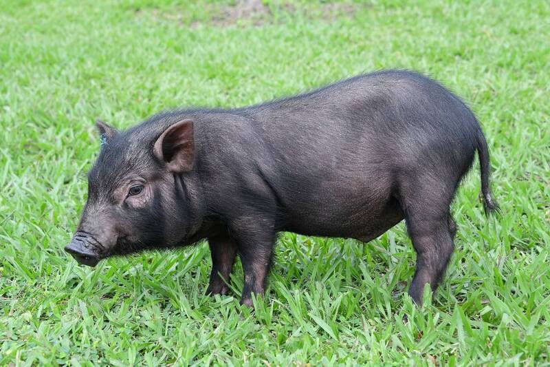 草原上的蘭嶼豬。照片提供：畜試所
