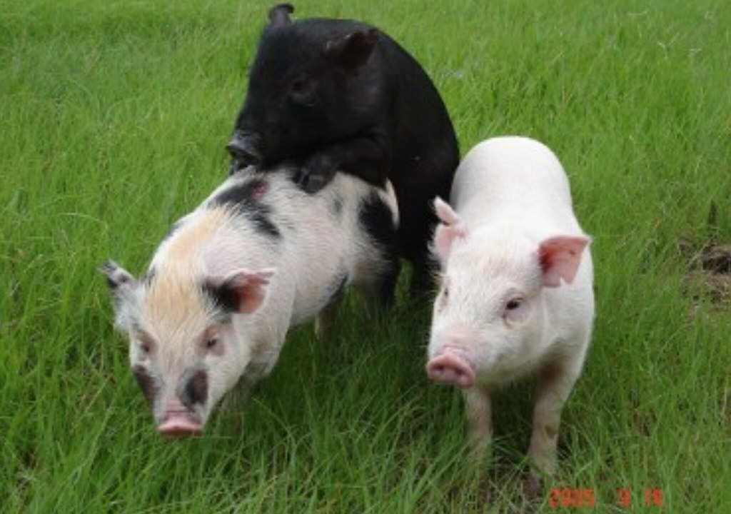 蘭嶼豬、畜試花斑豬與白色賓朗豬。照片提供：畜試所