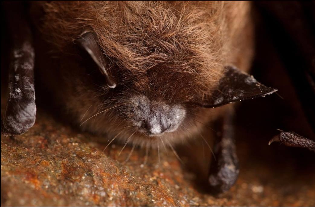 蝙蝠正面臨一場「白鼻」浩劫，科學能拯救牠們嗎？