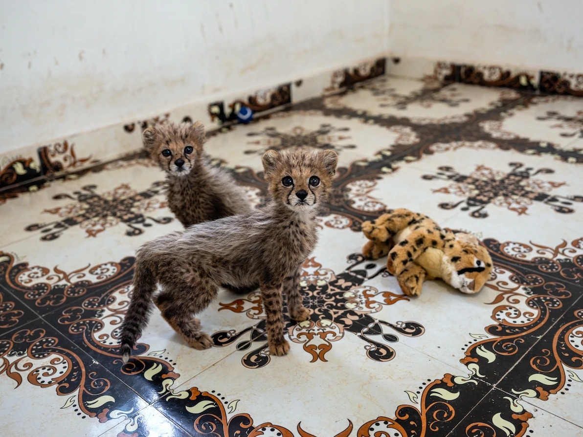 索馬利蘭哈爾格薩（Hargeysa）獵豹保育基金會（Cheetah Conservation Fund）救援中心的獵豹姊妹花──弗麗嘉（Frigga ）和芙蕾雅（Freya）正好奇的盯著鏡頭。牠們是索馬利蘭的執法單位在2020年7月從非法的幼崽貿易中救出來的兩頭獵豹。 PHOTOGRAPHS BYNICHOLE SOBECKI 