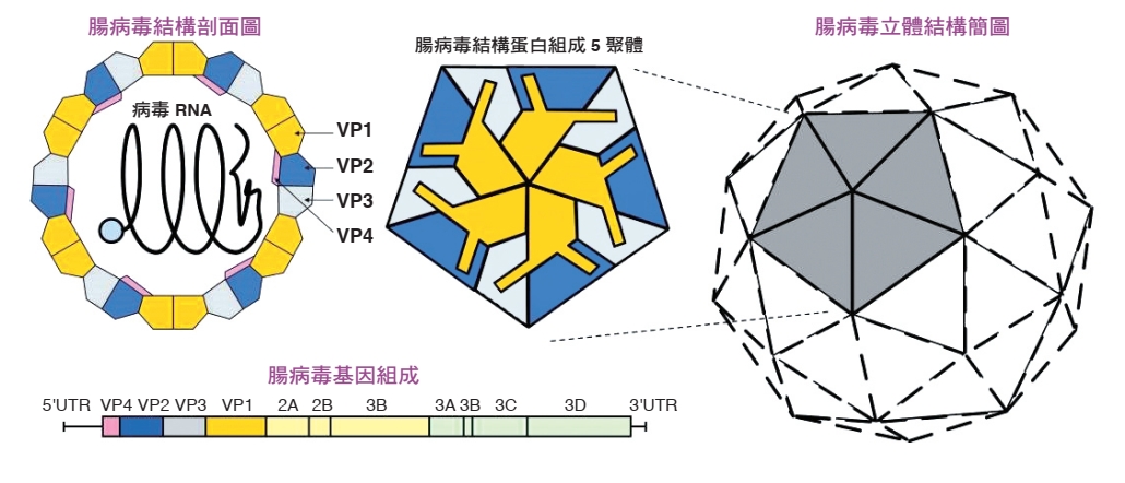 腸病毒 71 型病毒基本特徵圖。圖／劉家齊博士提供