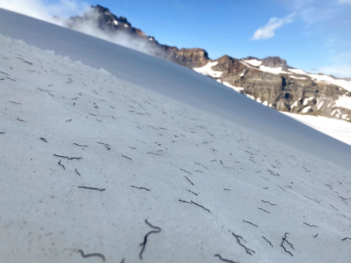 在華盛頓雷尼爾峰南側，天堂冰河（Paradise Glacier）上的冰蟲。這些在冰點溫度繁衍茁壯的動物成了科學上的矛盾。 PHOTOGRAPH BY SCOTT HOTALING 