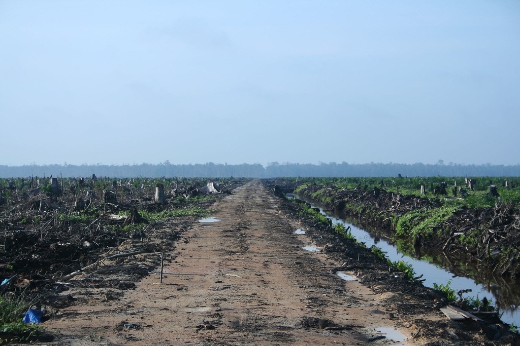 為了種植油棕與木材造林而採取的皆伐，是印尼最大溫室氣體排放源。圖片來源：Hayden（CC BY 2.0）
