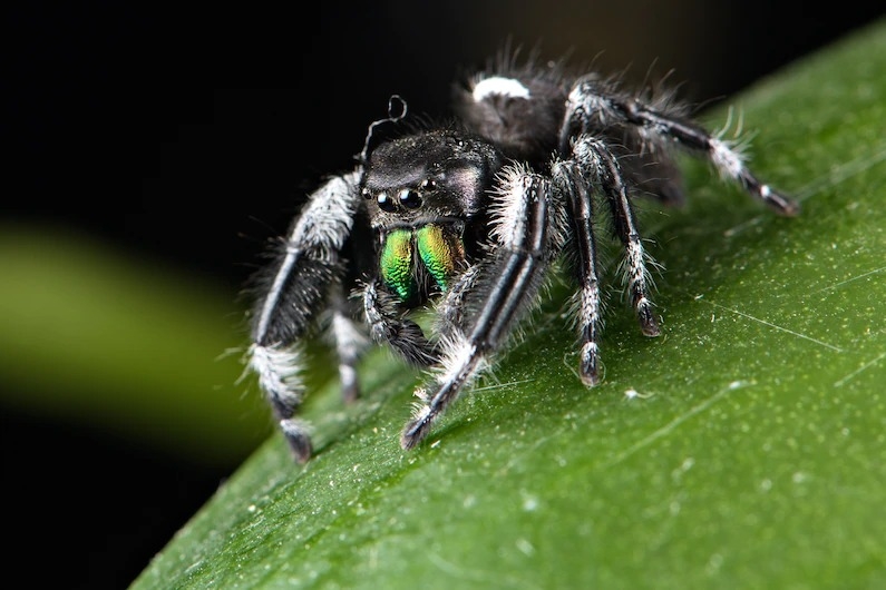 一隻豢養的佛羅里達跳蛛（regal jumping spider ）正炫耀著牠五彩斑斕的毒牙。 PHOTOGRAPH BY EMANUELE BIGGI, NATURE PICTURE LIBRARY 