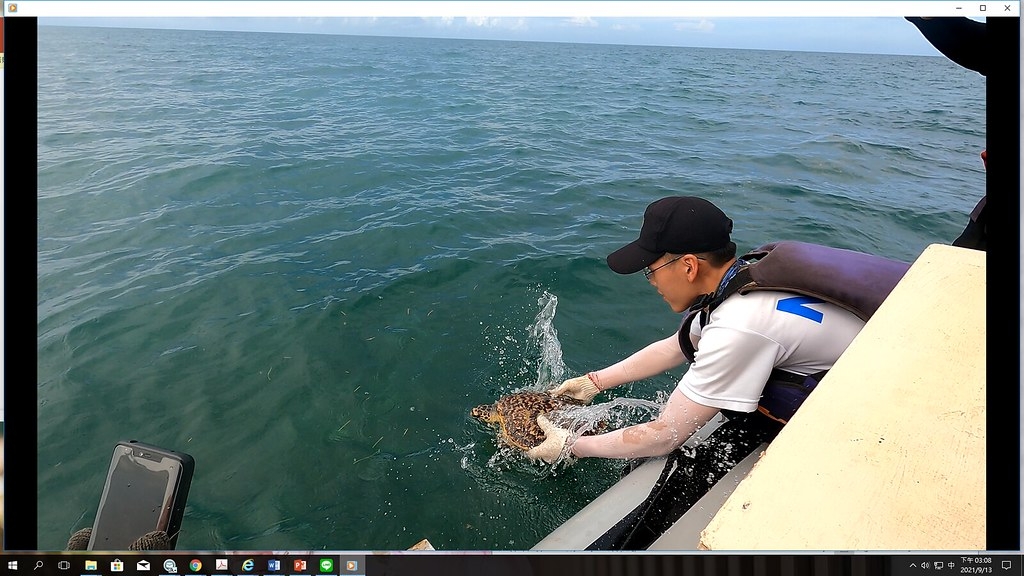遭廢漁網纏繞之玳瑁被野放回發現地。圖片來源：海管處提供