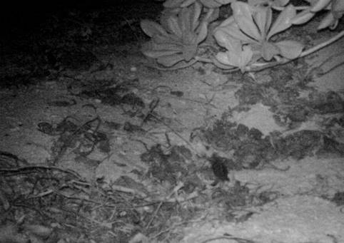 2015年7月24日於東沙島拍到稚龜爬出沙坑。圖片來源：海管處提供