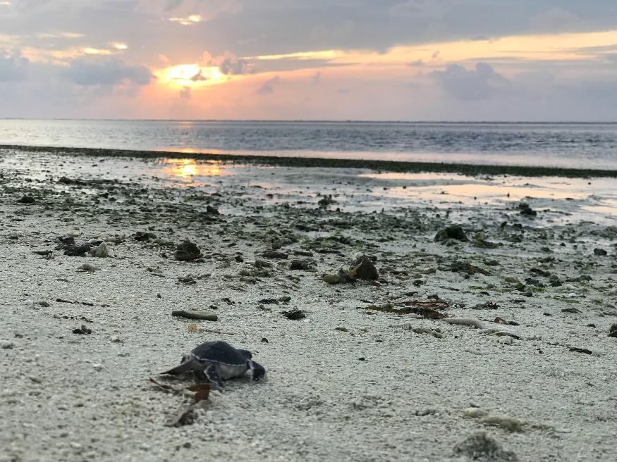 2019年7月20日於東沙島剛孵化的小海龜。圖片來源：海管處提供