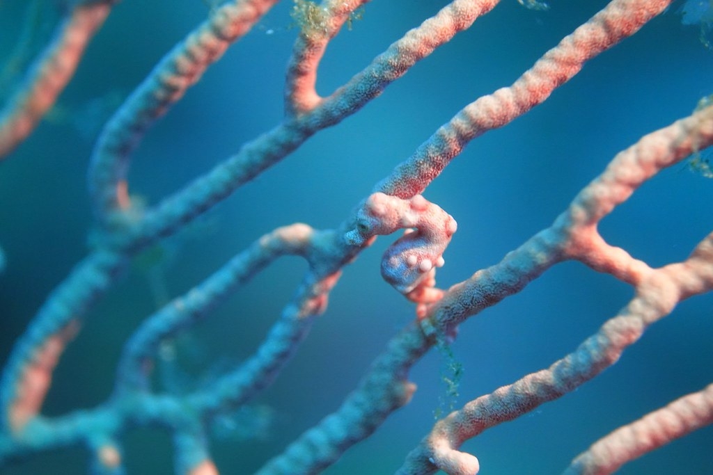 豆丁海馬倚附棲息於柳珊瑚（海扇）之生態照，攝於印尼四王群島。圖片來源：國海院提供