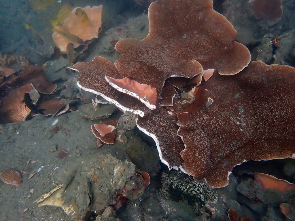 澎湖四角嶼週邊海域被船錨破壞的珊瑚。圖片來源：海保署提供