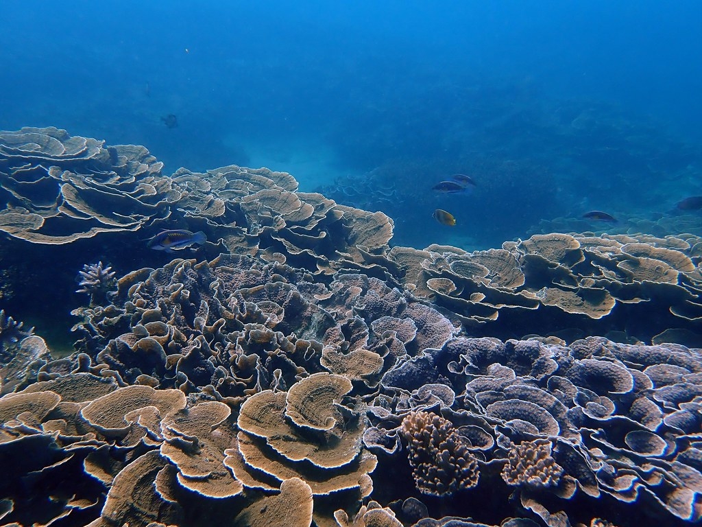 南方四島國家公園南鐵砧海域生長良好的珊瑚。圖片來源：海保署提供