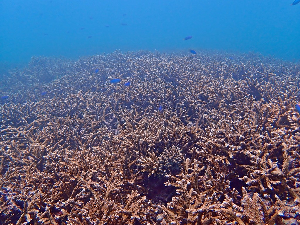 澎湖烏崁社區東南側海域珊瑚覆蓋狀況良好。圖片來源：海保署提供