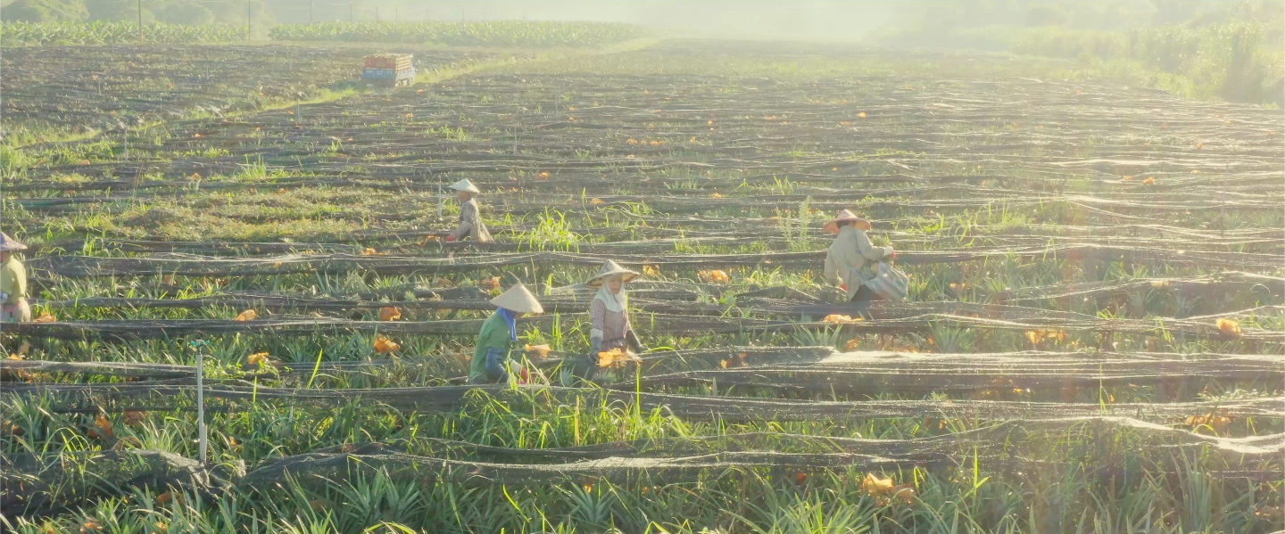 太田的臺灣好友，李文祥果農的鳳梨田，果農們正在採收熟黃的金鑽鳳梨。