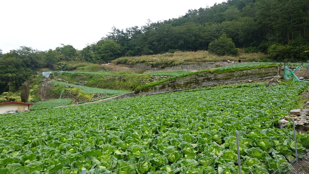 武陵農場周邊仍有許多土地作為高山菜園使用。孫文臨攝