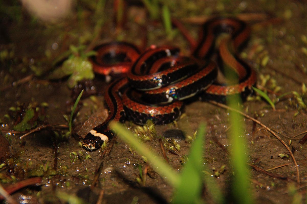 森林底層怡然自得的獨行者－羽鳥氏帶紋赤蛇