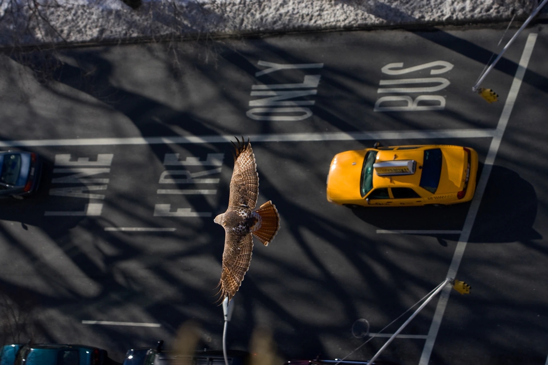 一隻紅尾鵟在紐約市的街道上方翱翔。許多物種對「人類停滯期」做出了迅速的反應，在短短幾週內就改變了自己的行為。 PHOTOGRAPH BY LINCOLN KARIM, NAT GEO IMAGE COLLECTION 