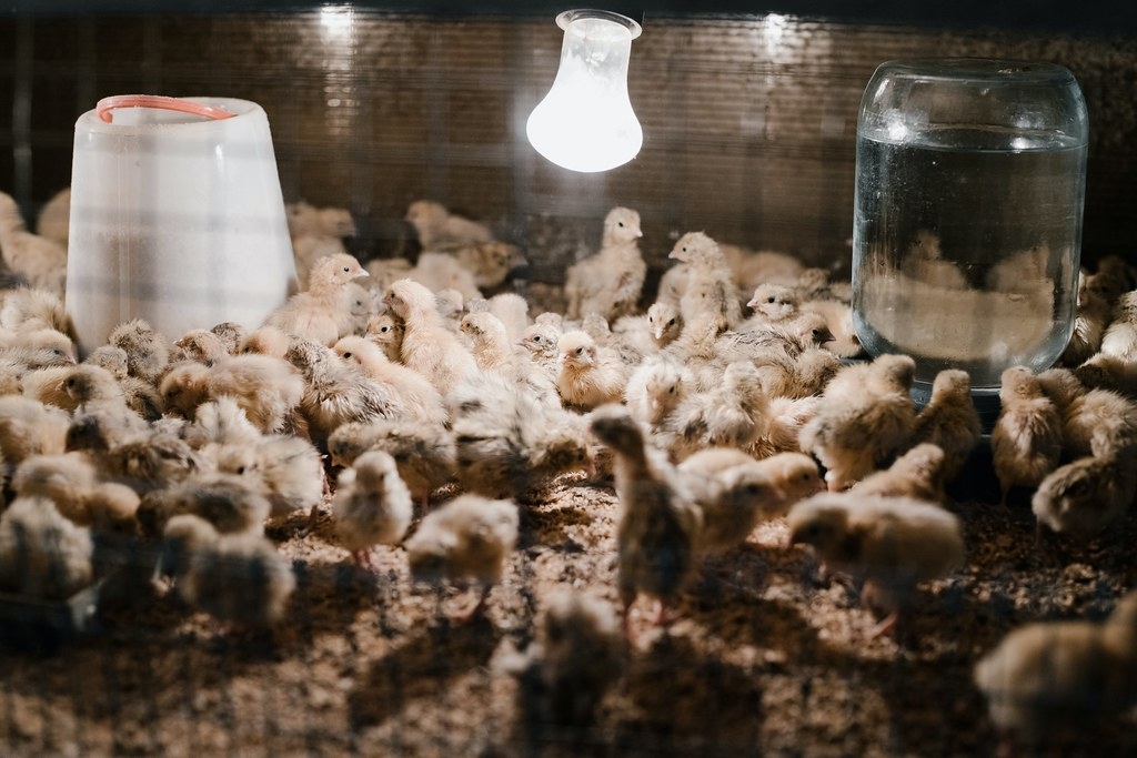 聯合國機構、學者和流行病學家意識到，高致病性禽流感病毒的出現與日益集約化的家禽養殖之間的關聯。圖為示意圖。圖片來源：ArtHouse Studio／Pexels