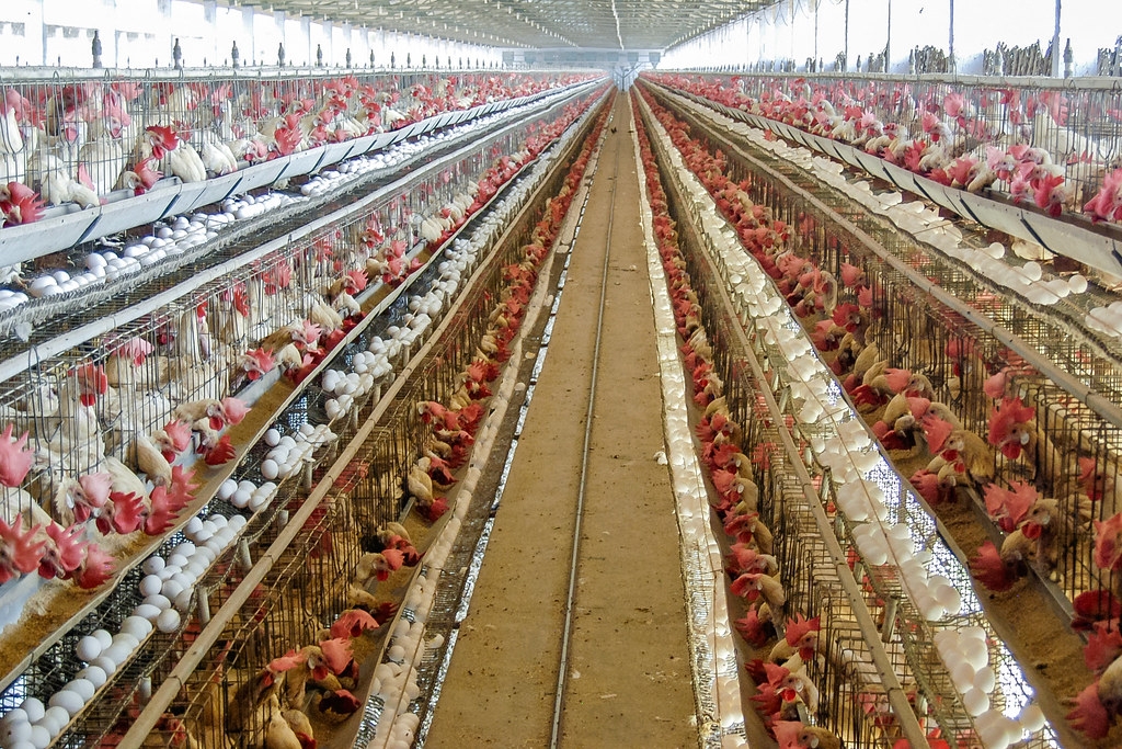 去年12月，俄羅斯南部爆發H5N8致命禽流感病毒，造成10.1萬隻雞開始染病並死亡。圖為示意圖。圖片來源：Matthew T Rader／維基百科（CC BY-SA 4.0）