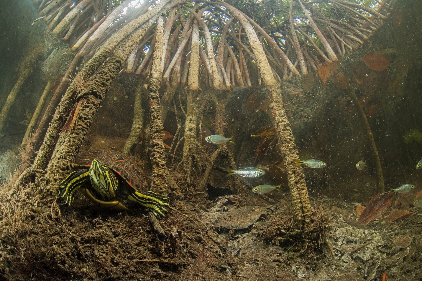 錦龜在紅樹林水下根部找到藏身處。 PHOTOGRAPH BY OCTAVIO ABURTO 