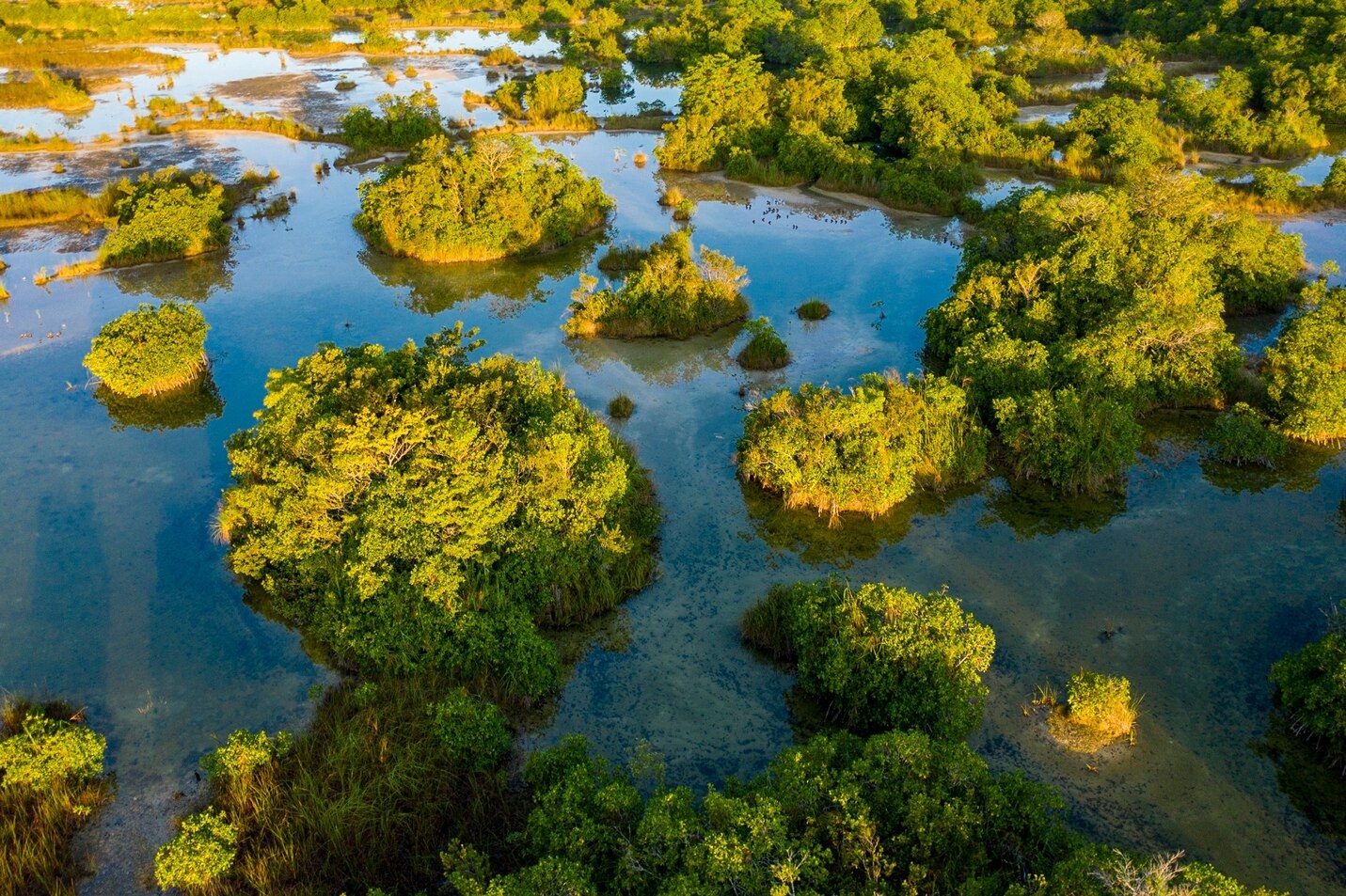 聖佩德羅馬蒂爾河平靜的河水富含鈣離子，讓紅樹林在沒有鹹水的環境下仍能生存。 PHOTOGRAPH BY OCTAVIO ABURTO 
