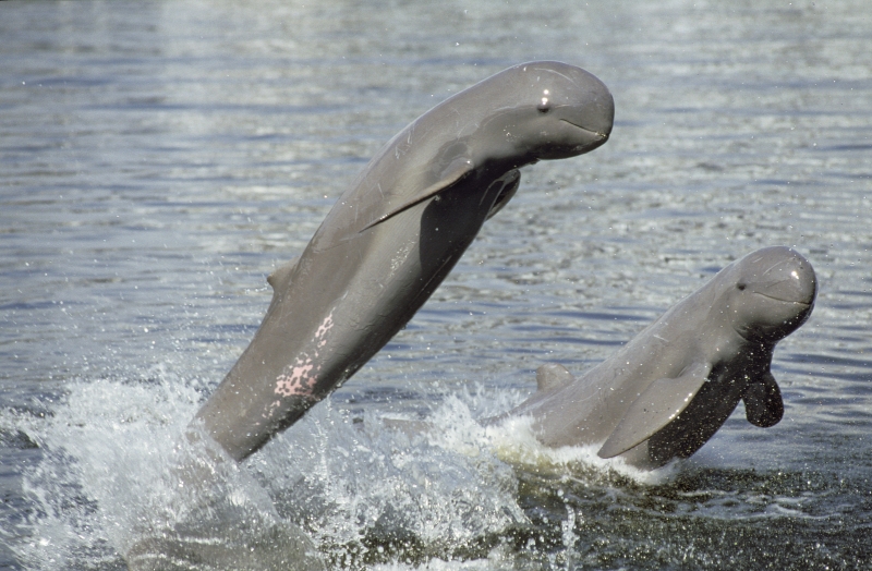躍出水面的伊河海豚。圖片來源：Roland Seitre／WWF