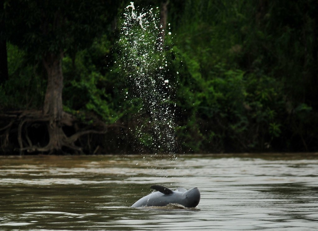 印尼馬哈坎河的江豚。圖片來源：yk-rasi／Danielle Kreb／WWF