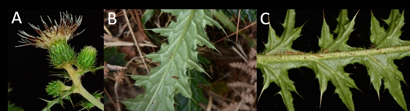 阿里山薊（A）花序直立，花冠裂片反卷。（B、C）阿里山薊葉背無明顯被毛。張之毅攝影。