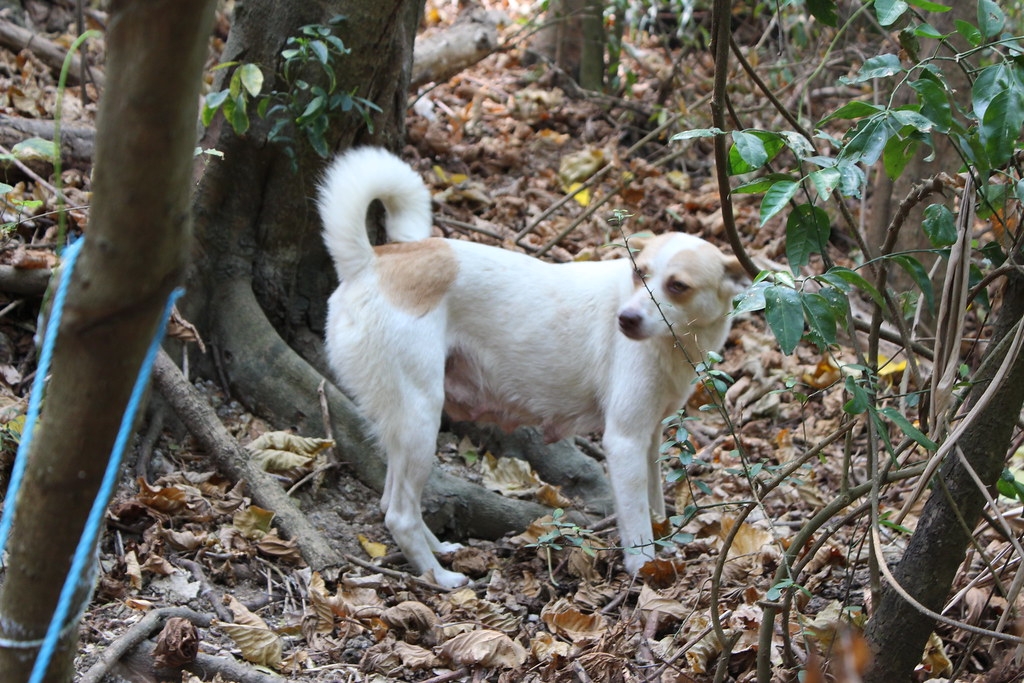 壽山國家自然公園裡的遊蕩犬隻。本報資料照，廖靜蕙攝。