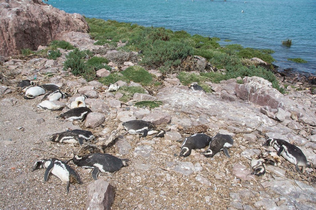 2016年智利的企鵝保護區發生犬隻攻擊慘案。圖片來源：Aves Argentinas粉專