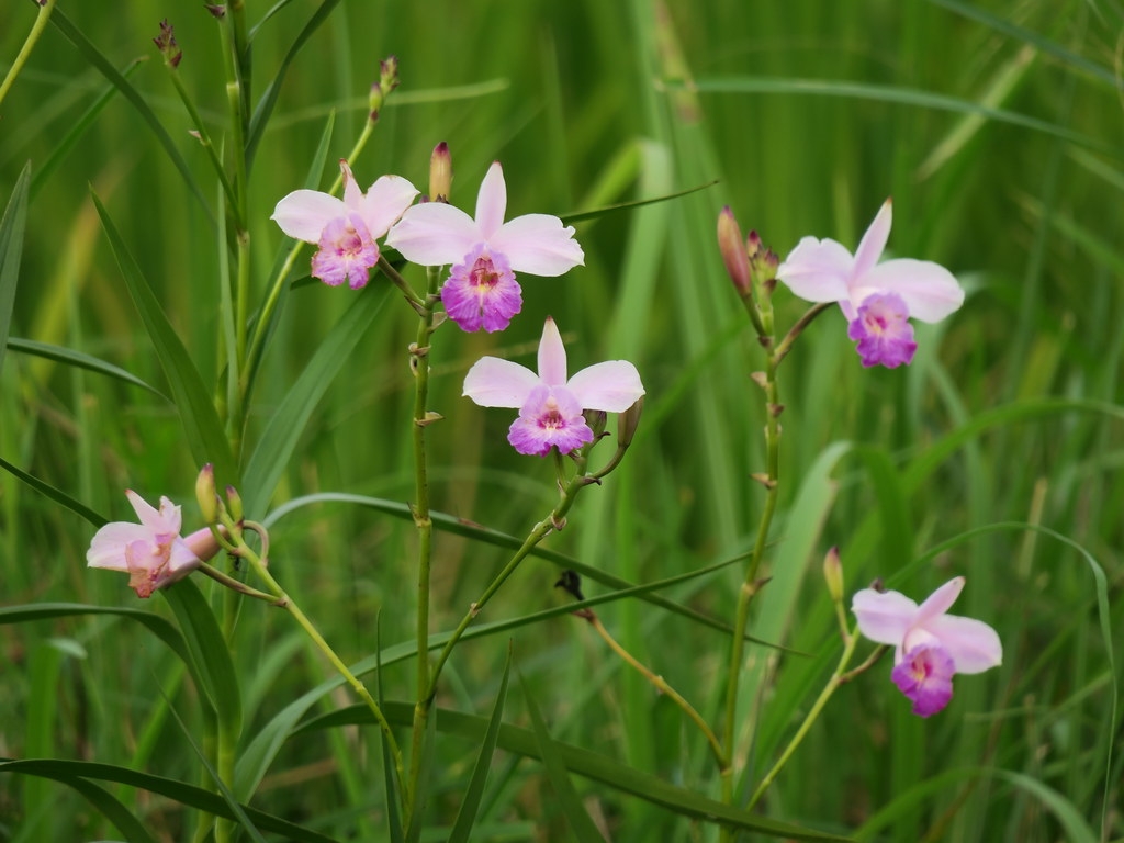 老貢寮人口中的「蝶仔花」，受脅物種葦草蘭，如今種回原棲地。圖片來源：林務局提供