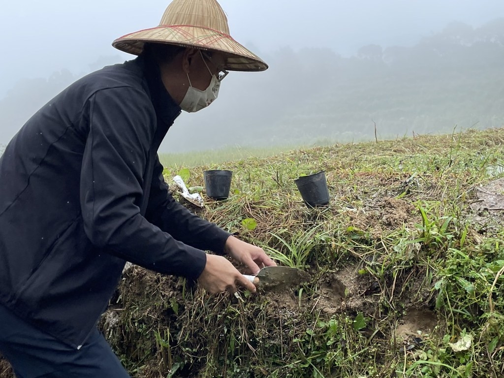 林務局林華慶局長將葦草蘭定植於田壁上。圖片來源：林務局提供