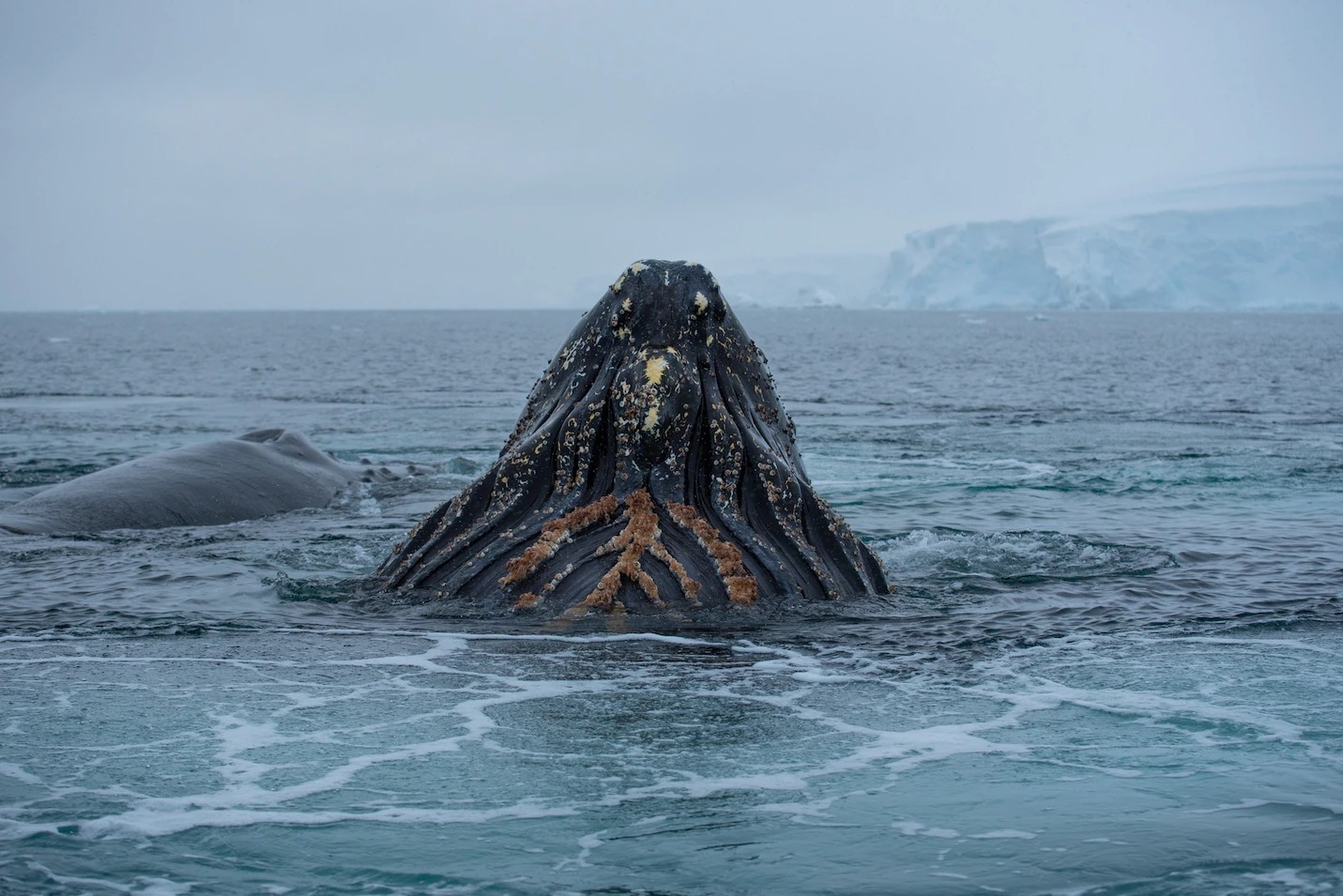 這項近期研究標記的一頭座頭鯨從水中衝出來進食。座頭鯨的嘴裡有鯨鬚板，會把微小獵物過濾出來。PHOTOGRAPH BY MATTHEW SAVOCA 
