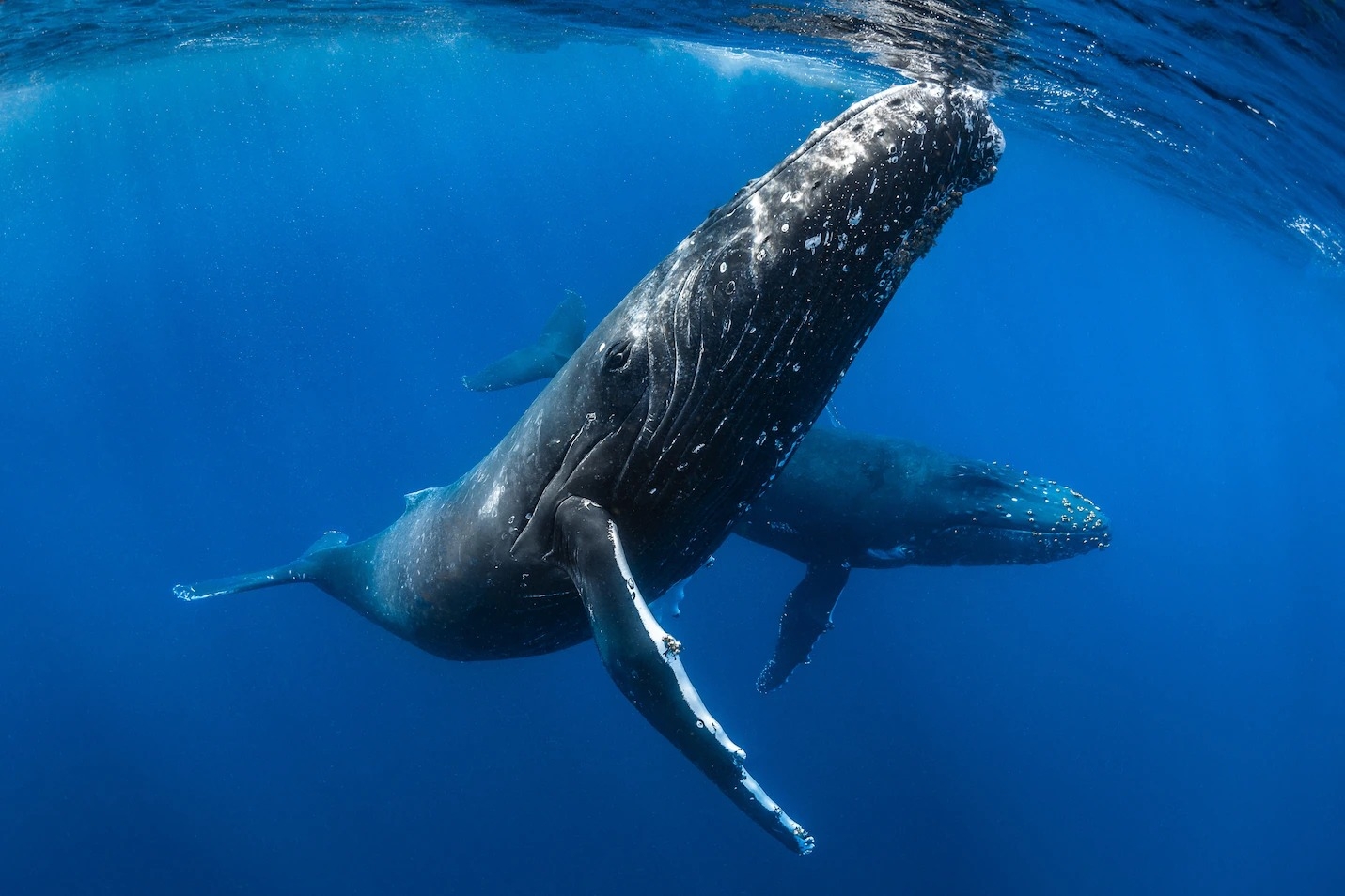 一頭座頭鯨在靠近東加的太平洋游泳。PHOTOGRAPH BY GREG LECOEUR, NAT GEO IMAGE COLLECTION 
