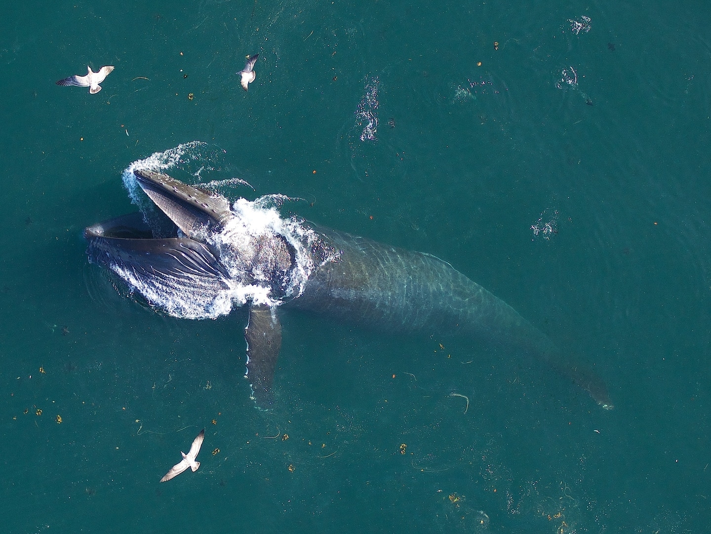 座頭鯨（圖中是一頭在加州外海的個體）會排泄大量富含鐵質的糞便，對於海洋的養分循環非常重要。PHOTOGRAPH BY JOHN DURBAN 
