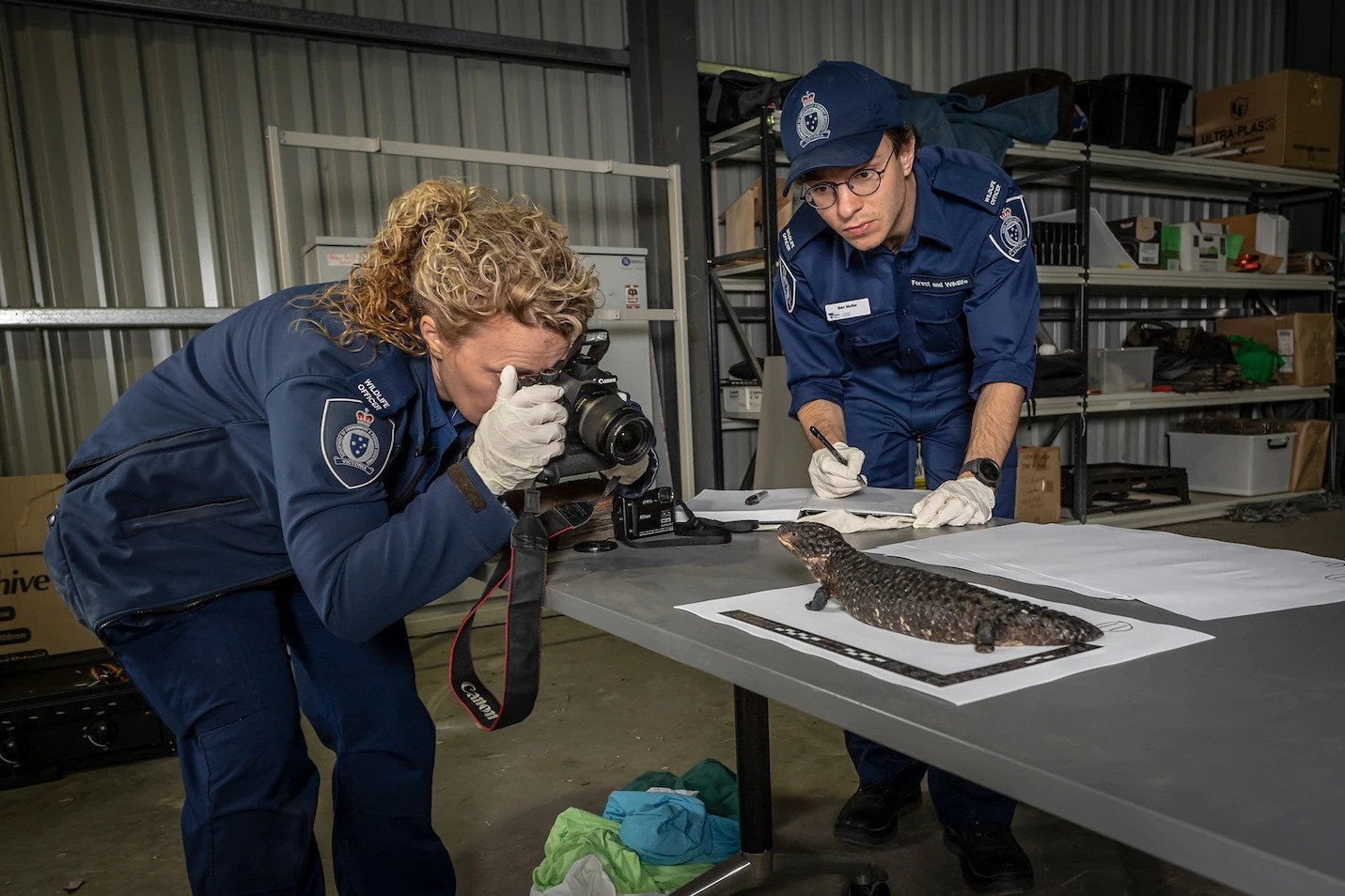 資深森林與野生動物警察艾比．史密斯（Abby Smith），正為2019年2月在墨爾本查緝到的一隻松果蜥拍照存證。松果蜥是國際非法寵物貿易市場上最受歡迎的爬行類之一。