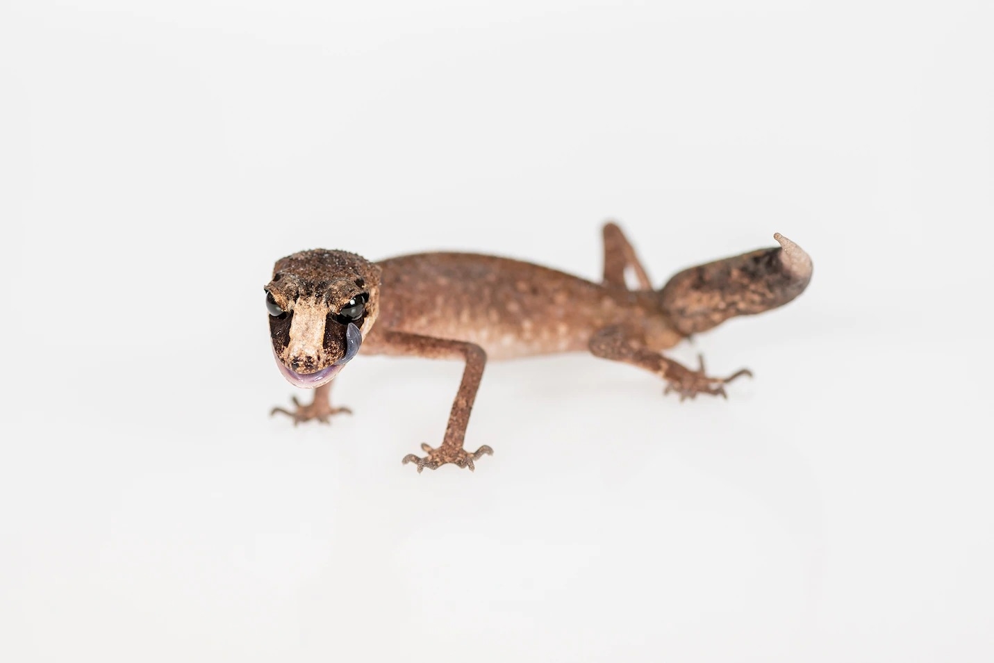 藏在包裹中準備走私到海外的變色龍守宮（chameleon gecko），是僅在澳洲東北部某一小範圍內分布的物種。PHOTOGRAPH BY DOUG GIMESY 
