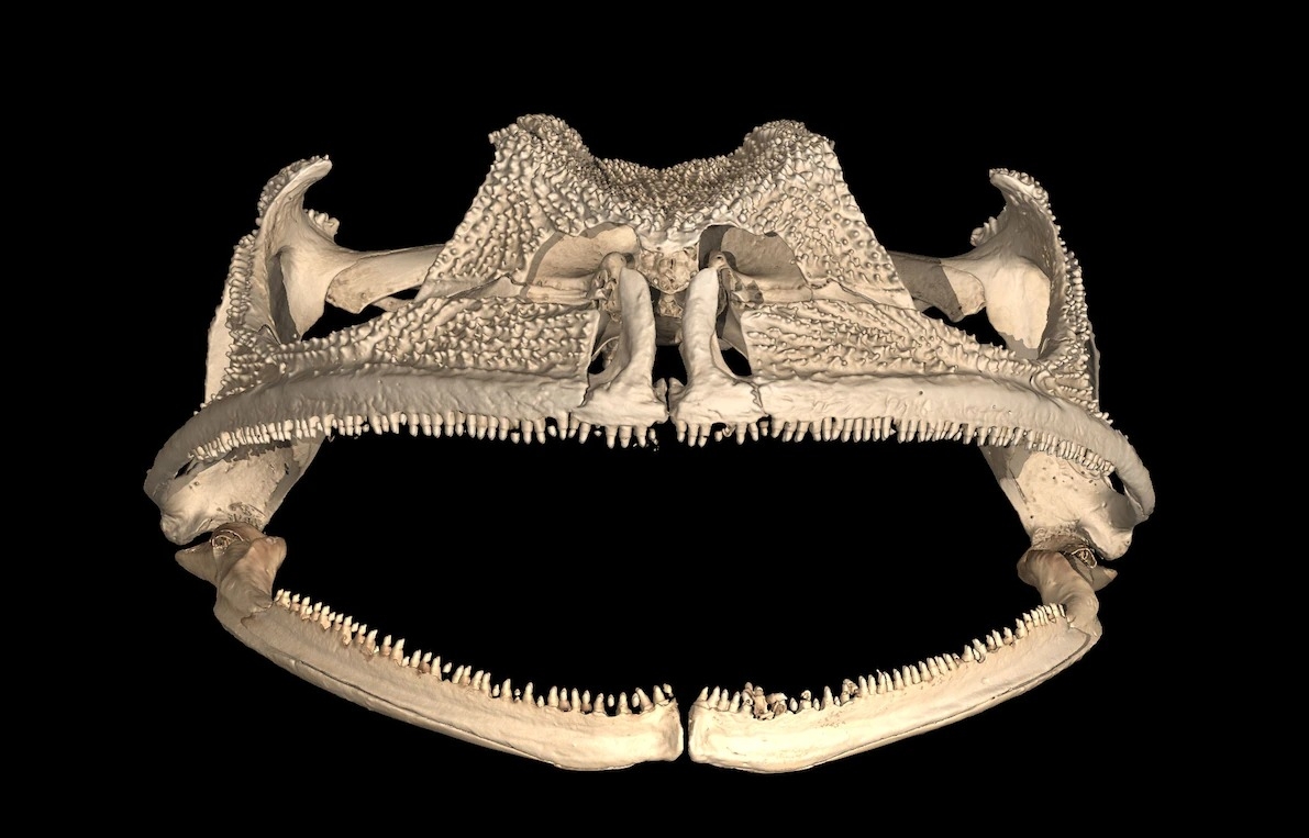 貢德氏囊蛙上下顎與牙齒的電腦斷層掃描，是這種動物牙齒的第一張清晰影像。CT SCAN BY DANIEL PALUH