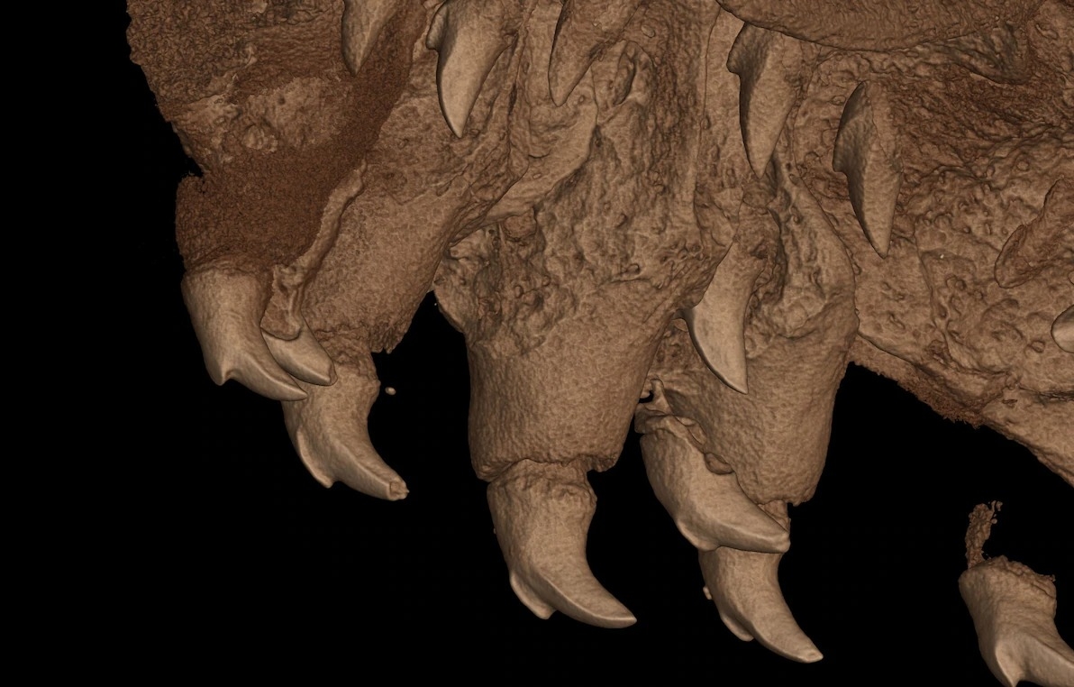 這種蛙的牙齒特寫。CT SCAN BY DANIEL PALUH 