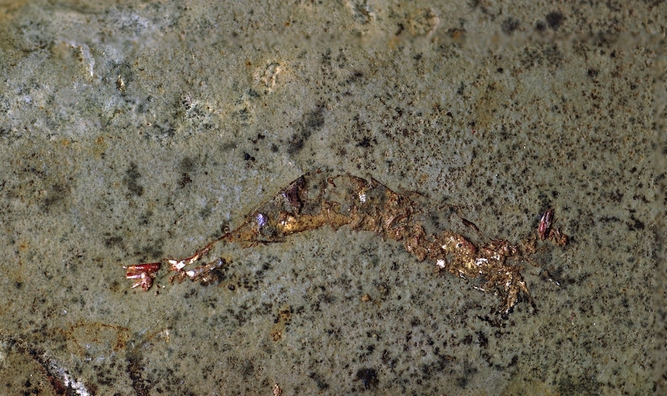 保存在一枚古老蛤蜊中的三塊蝦化石之一。PHOTOGRAPH BY SCHOOL OF ENVIRONMENTAL AND RURAL SCIENCE, UNIVERSITY OF NEW ENGLAND 