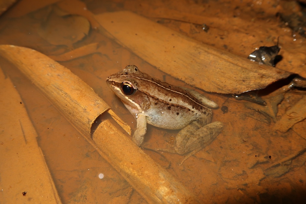 豎琴蛙混在腹斑蛙當中很難辨識，不過叫聲馬上暴露身分。圖片來源：特生中心提供