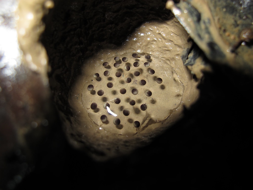 泥窩中佈滿蛙卵。圖片來源：特生中心提供