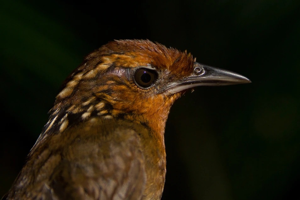 歌鷦鷯（musician wren）以其獨特的聲音知名，是亞馬遜雨林中受到氣候變遷影響的諸多定居性鳥類之一。學者分析了從1979到2019年、長達40年間77種鳥類的變化。在那段期間中，該地區的平均溫度上升、降水則減少了。PHOTOGRAPH COURTESY PHILIP STOUFFER, LSU 