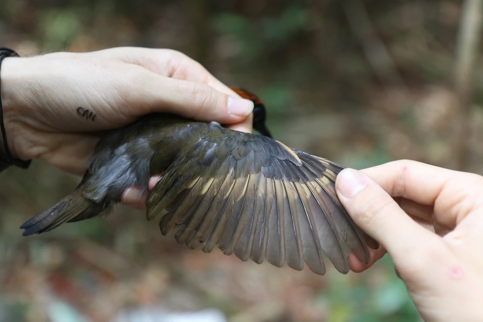 一位研究人員檢視棕頂蟻鶇（rufous-capped antthrush）的翅膀。在這項研究所調查的鳥類中，有三分之一從1980以來就長出了更長的翅膀。關於翅膀變長，有一種解釋是說可以讓鳥更容易滑翔，降低飛行需要的能量。PHOTOGRAPHY COURTESY VITEK JIRINEC, LSU 