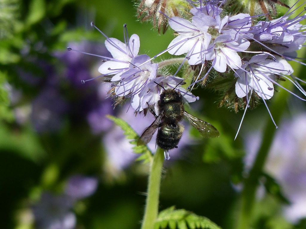 研究發現，即使只接觸過一次殺蟲劑，切葉蜂也可能需要好幾個世代的時間才能從殺蟲劑的負面影響中恢復。圖片來源：Oregon State University（CC BY-SA 2.0）