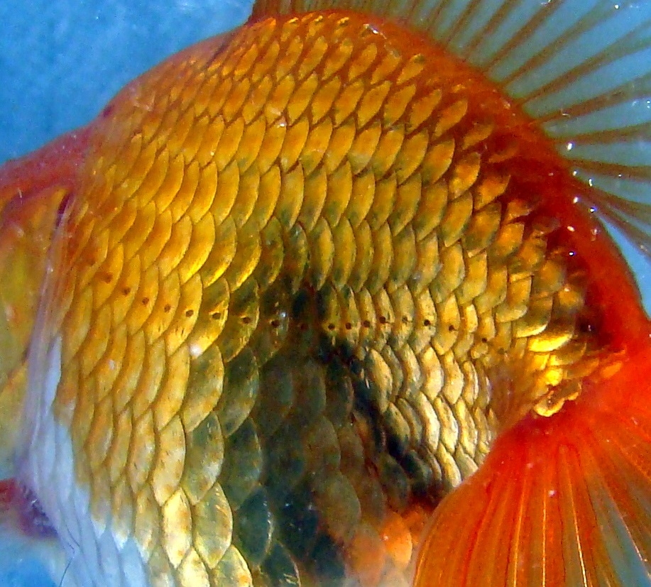 金魚的體側線。圖／wikipedia