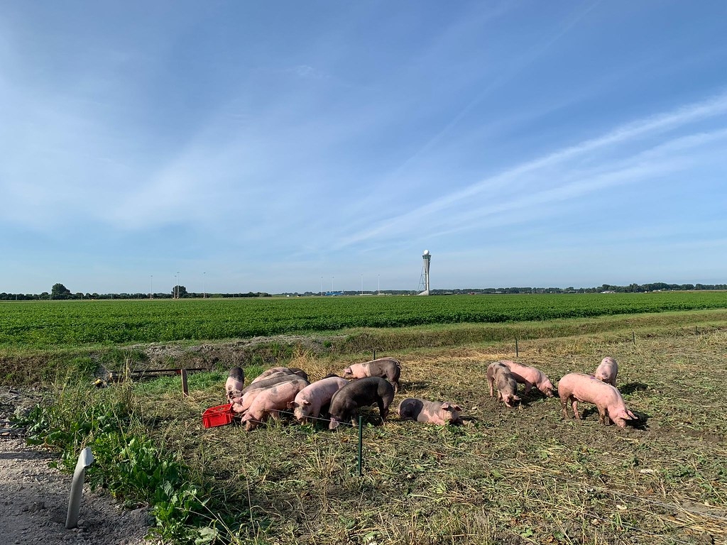 19頭豬被放置在阿姆斯特丹史基浦機場兩條跑道之間的土地上。照片來源：史基浦機場新聞稿