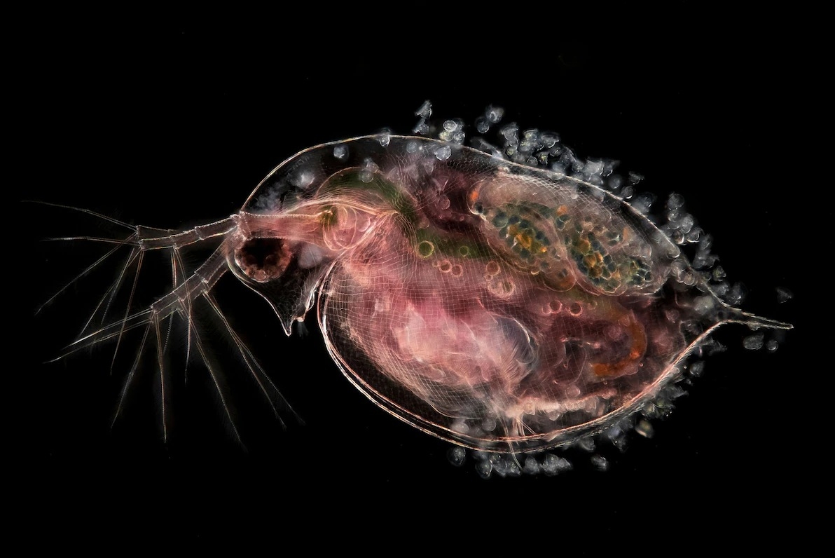 一隻攜帶著胚胎的金魚蚤屬（<i>Daphnia</i>）水蚤。 PHOTOGRAPH BY JAN VAN IJKEN 