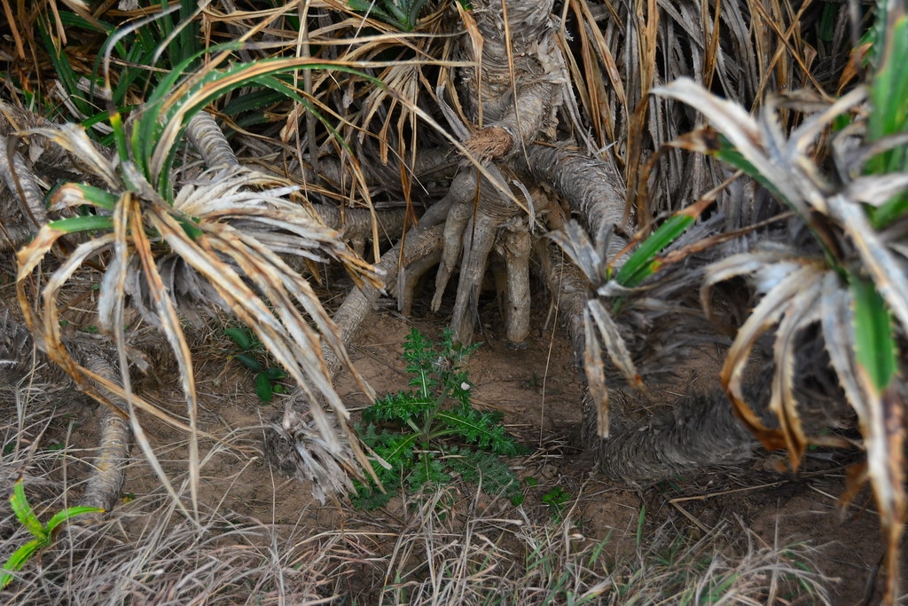 墾丁受林投庇護的島薊。攝影：張之毅