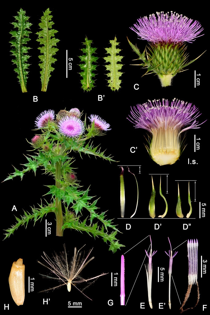 一張圖說明薊屬植物 張之毅以2019年發表的「長苞小薊」組圖，說明薊屬植物形態特徵。首先，葉子很刺幾乎是最重要的特徵；此外，花朵形態屬於菊科植物的頭狀花序（由上百朵小花聚集的平臺）；仔細觀察薊屬植物的小花，就會發現全都是管狀花。 另一種菊科頭狀花序常見的小花則為舌狀花，花冠像舌頭一樣，可以一瓣一瓣取下，向日葵即為一例。 果實是瘦果，並由萼片變形而成冠毛，隨風飄散，藉以散布種子。  